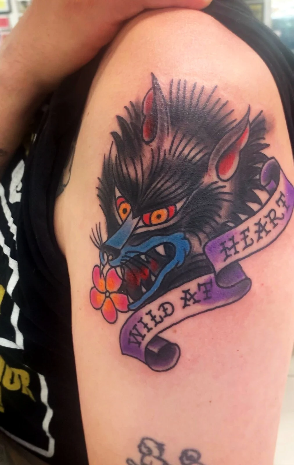 Neo-Traditional snarling wolf with Wild at Heart banner color tattoo by Tim Goodrich, Waikiki, Hawaii